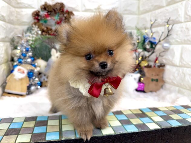 兵庫県のポメラニアン (ワンキャラット アミーゴ姫路花田店/2025年9月5日生まれ/女の子/オレンジ)の子犬の3枚目の画像