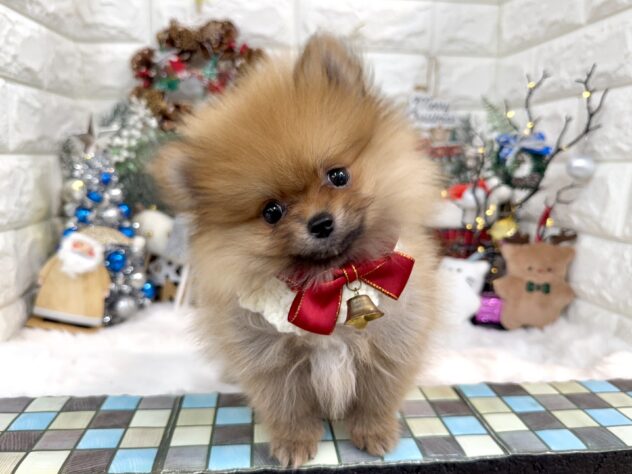 兵庫県のポメラニアン (ワンキャラット アミーゴ姫路花田店/2025年9月5日生まれ/女の子/オレンジ)の子犬の2枚目の画像