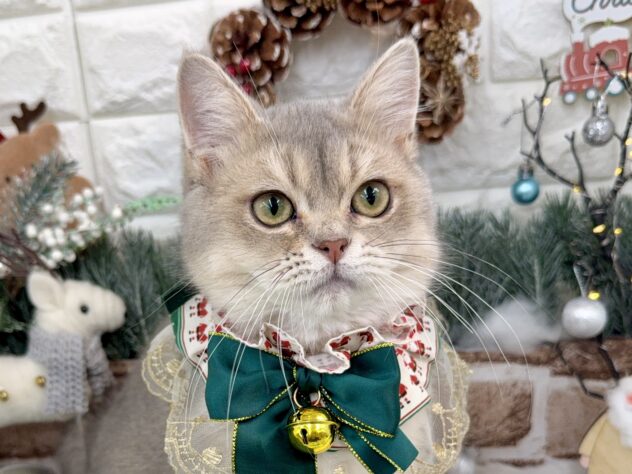 兵庫県のブリティッシュショートヘアー (ワンキャラット アミーゴ姫路花田店/2025年6月10日生まれ/男の子/ブルーゴールデンシューテッド)の子猫の1枚目の画像