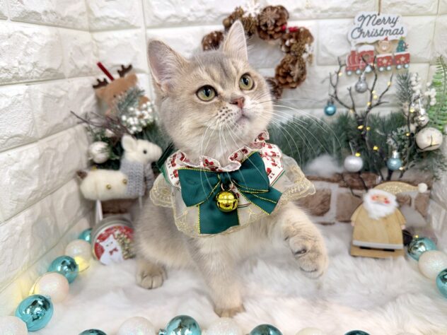 兵庫県のブリティッシュショートヘアー (ワンキャラット アミーゴ姫路花田店/2025年6月10日生まれ/男の子/ブルーゴールデンシューテッド)の子猫の3枚目の画像