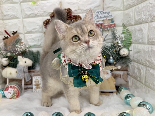 兵庫県のブリティッシュショートヘアー (ワンキャラット アミーゴ姫路花田店/2025年6月10日生まれ/男の子/ブルーゴールデンシューテッド)の子猫の2枚目の画像