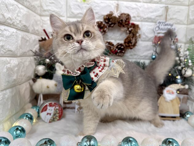 兵庫県のブリティッシュショートヘアー (ワンキャラット アミーゴ姫路花田店/2025年6月10日生まれ/男の子/ブルーゴールデンシューテッド)の子猫の4枚目の画像