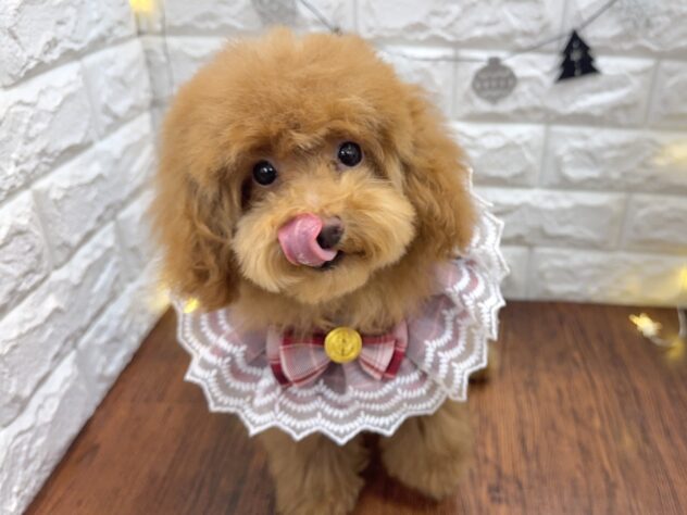 兵庫県のトイプードル(トイ) (ワンキャラット アミーゴ姫路飾磨店/2025年7月23日生まれ/女の子/レッドフォーン)の子犬の1枚目の画像