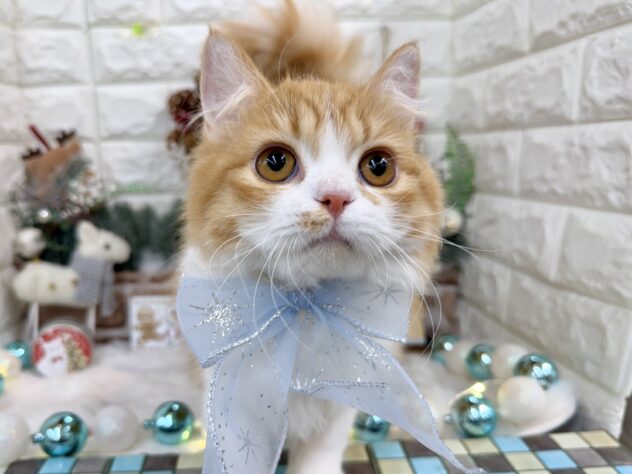 兵庫県のラガマフィン (ワンキャラット アミーゴ姫路花田店/2025年5月9日生まれ/男の子/レッドマッカレルタビーホワイト)の子猫の1枚目の画像