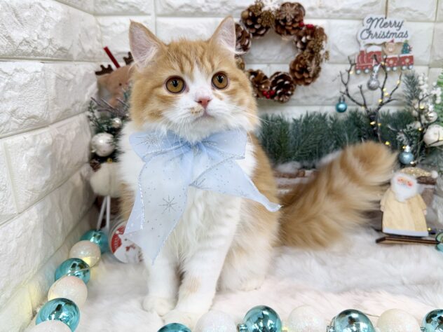 兵庫県のラガマフィン (ワンキャラット アミーゴ姫路花田店/2025年5月9日生まれ/男の子/レッドマッカレルタビーホワイト)の子猫の2枚目の画像