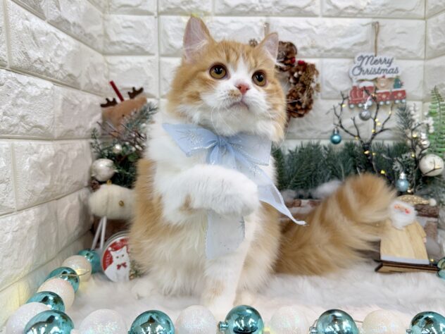 兵庫県のラガマフィン (ワンキャラット アミーゴ姫路花田店/2025年5月9日生まれ/男の子/レッドマッカレルタビーホワイト)の子猫の4枚目の画像