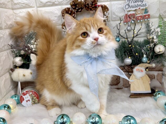 兵庫県のラガマフィン (ワンキャラット アミーゴ姫路花田店/2025年5月9日生まれ/男の子/レッドマッカレルタビーホワイト)の子猫の3枚目の画像