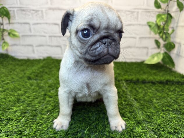 岡山県のパグ (アミーゴ妹尾店/2025年9月19日生まれ/女の子/フォーン)の子犬の2枚目の画像