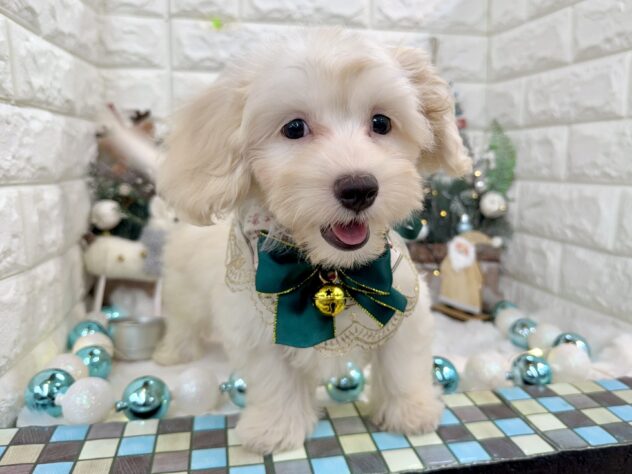 兵庫県のハーフ犬・ミックス犬 (ワンキャラット アミーゴ姫路花田店/2025年8月11日生まれ/男の子/クリーム)の子犬の1枚目の画像