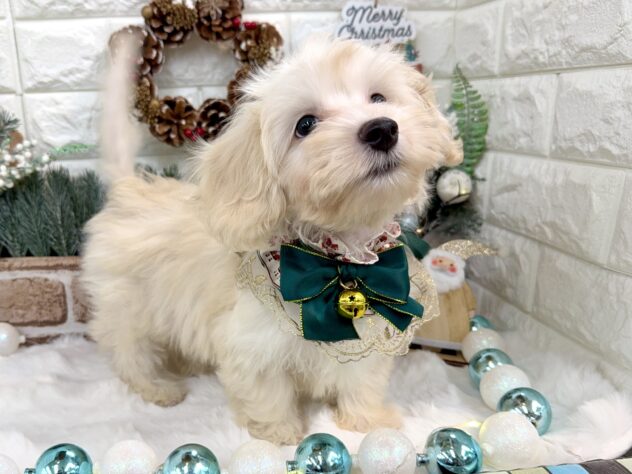 兵庫県のハーフ犬・ミックス犬 (ワンキャラット アミーゴ姫路花田店/2025年8月11日生まれ/男の子/クリーム)の子犬の2枚目の画像