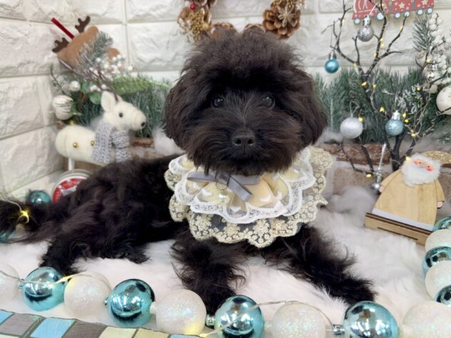 兵庫県のハーフ犬・ミックス犬 (ワンキャラット アミーゴ姫路花田店/2025年4月25日生まれ/男の子/ブリンドル)の子犬