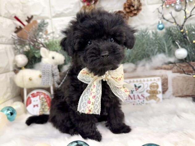 兵庫県のトイプードル(トイ) (ワンキャラット アミーゴ姫路花田店/2025年9月17日生まれ/女の子/ブラック)の子犬の3枚目の画像