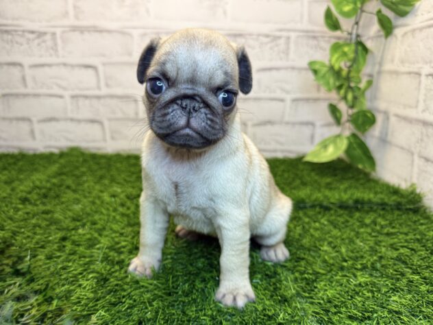 岡山県のパグ (アミーゴ妹尾店/2025年9月19日生まれ/女の子/フォーン)の子犬の1枚目の画像