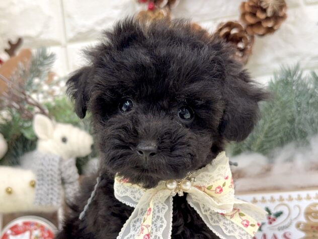 兵庫県のトイプードル(トイ) (ワンキャラット アミーゴ姫路花田店/2025年9月17日生まれ/女の子/ブラック)の子犬の1枚目の画像