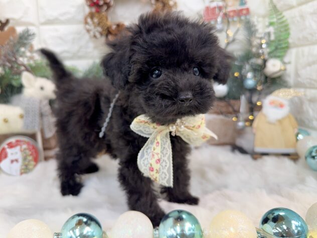 兵庫県のトイプードル(トイ) (ワンキャラット アミーゴ姫路花田店/2025年9月17日生まれ/女の子/ブラック)の子犬