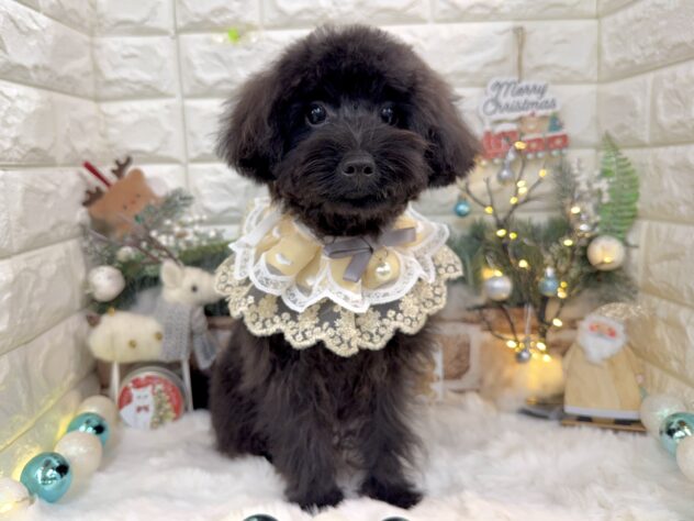 兵庫県のハーフ犬・ミックス犬 (ワンキャラット アミーゴ姫路花田店/2025年4月25日生まれ/男の子/ブリンドル)の子犬の1枚目の画像