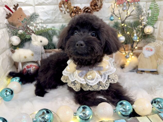 兵庫県のハーフ犬・ミックス犬 (ワンキャラット アミーゴ姫路花田店/2025年4月25日生まれ/男の子/ブリンドル)の子犬の2枚目の画像