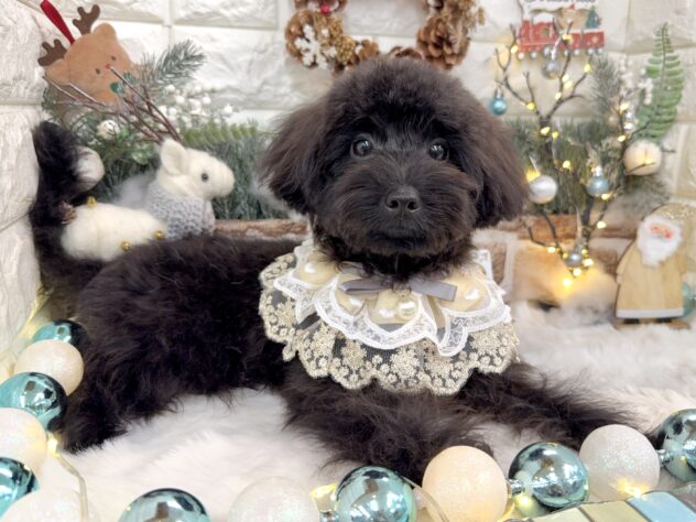 兵庫県のハーフ犬・ミックス犬 (ワンキャラット アミーゴ姫路花田店/2025年4月25日生まれ/男の子/ブリンドル)の子犬の3枚目の画像