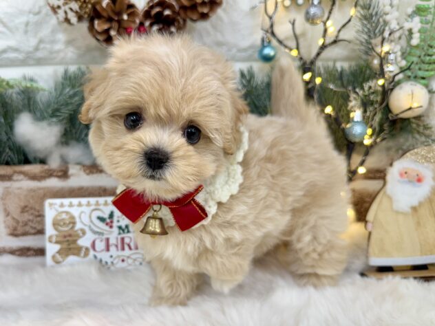 兵庫県のハーフ犬・ミックス犬 (ワンキャラット アミーゴ姫路花田店/2025年9月16日生まれ/女の子/クリーム)の子犬の3枚目の画像