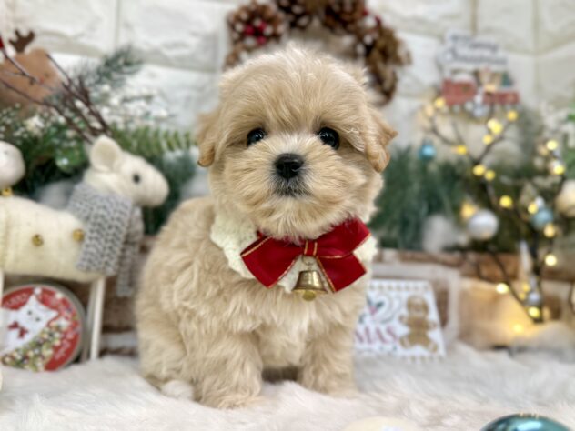 兵庫県のハーフ犬・ミックス犬 (ワンキャラット アミーゴ姫路花田店/2025年9月16日生まれ/女の子/クリーム)の子犬の4枚目の画像