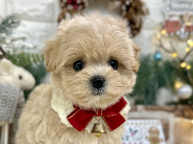 兵庫県のハーフ犬・ミックス犬 (ワンキャラット アミーゴ姫路花田店/2025年9月16日生まれ/女の子/クリーム)の子犬の1枚目の画像