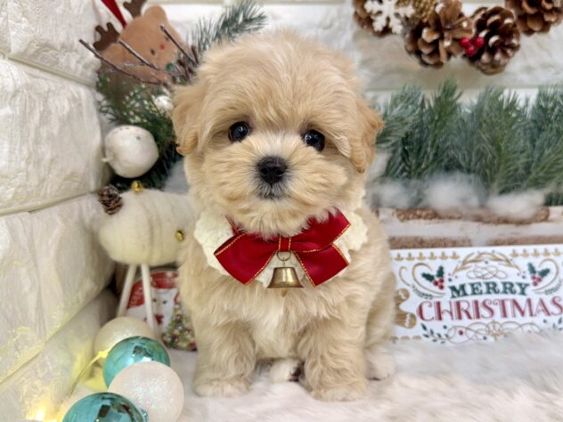 兵庫県のハーフ犬・ミックス犬 (ワンキャラット アミーゴ姫路花田店/2025年9月16日生まれ/女の子/クリーム)の子犬の2枚目の画像