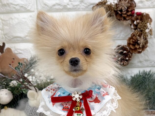 兵庫県のポメラニアン (ワンキャラット アミーゴ姫路花田店/2025年7月8日生まれ/女の子/クリーム)の子犬の1枚目の画像