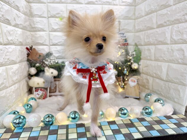 兵庫県のポメラニアン (ワンキャラット アミーゴ姫路花田店/2025年7月8日生まれ/女の子/クリーム)の子犬の2枚目の画像