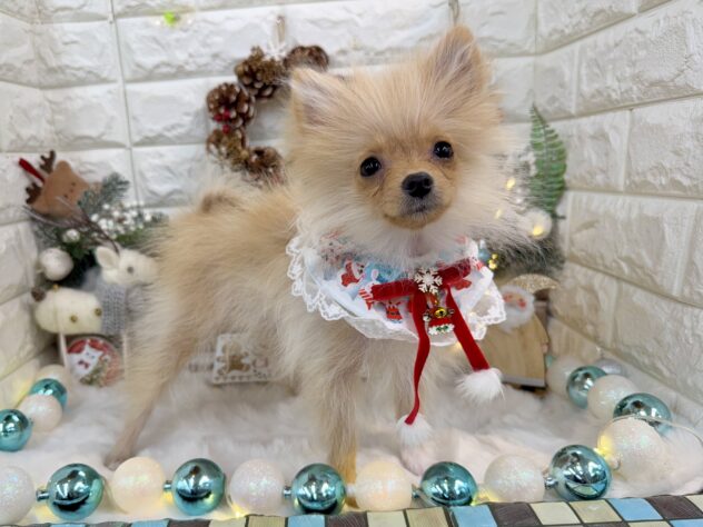 兵庫県のポメラニアン (ワンキャラット アミーゴ姫路花田店/2025年7月8日生まれ/女の子/クリーム)の子犬の3枚目の画像