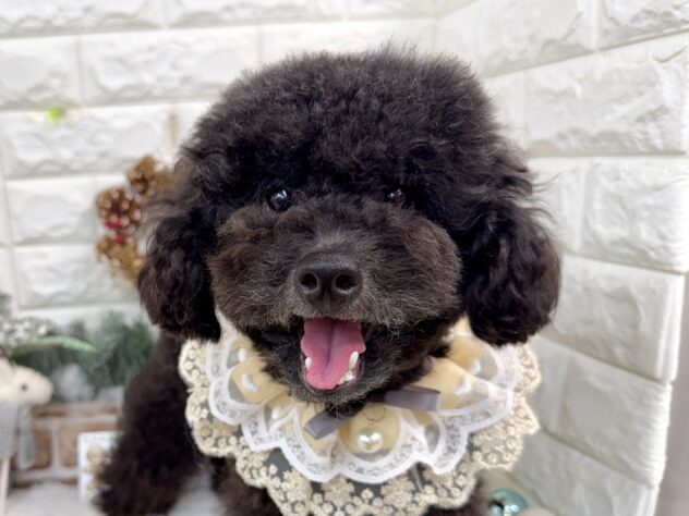 兵庫県のトイプードル(トイ) (ワンキャラット アミーゴ姫路花田店/2025年2月15日生まれ/男の子/ブラック)の子犬の1枚目の画像