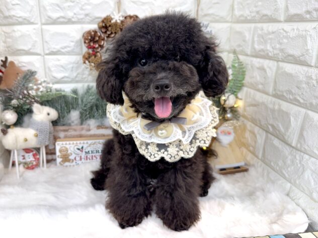 兵庫県のトイプードル(トイ) (ワンキャラット アミーゴ姫路花田店/2025年2月15日生まれ/男の子/ブラック)の子犬の2枚目の画像