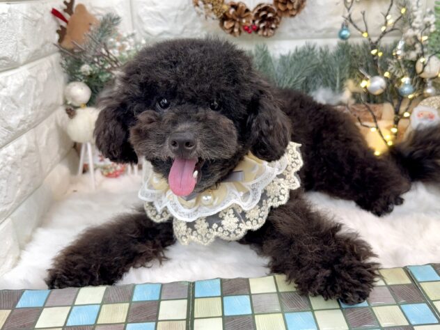 兵庫県のトイプードル(トイ) (ワンキャラット アミーゴ姫路花田店/2025年2月15日生まれ/男の子/ブラック)の子犬の3枚目の画像