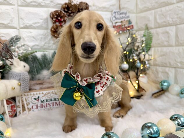 兵庫県のミニチュアダックスフンド(ロング) (ワンキャラット アミーゴ姫路花田店/2025年6月6日生まれ/女の子/イエロー)の子犬の1枚目の画像