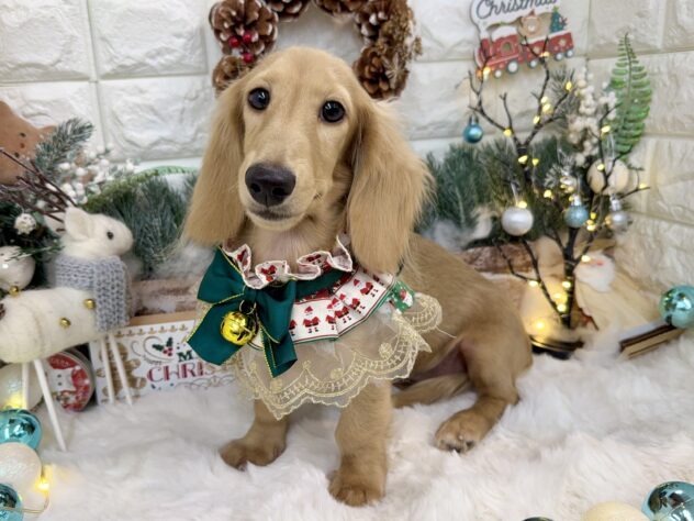 兵庫県のミニチュアダックスフンド(ロング) (ワンキャラット アミーゴ姫路花田店/2025年6月6日生まれ/女の子/イエロー)の子犬の2枚目の画像