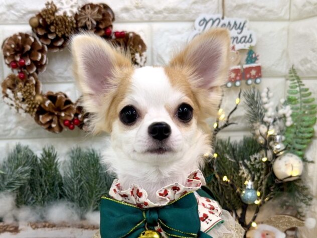 兵庫県のチワワ(ロング) (ワンキャラット アミーゴ姫路花田店/2025年5月22日生まれ/女の子/レッドホワイト)の子犬の1枚目の画像