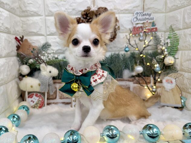 兵庫県のチワワ(ロング) (ワンキャラット アミーゴ姫路花田店/2025年5月22日生まれ/女の子/レッドホワイト)の子犬の2枚目の画像