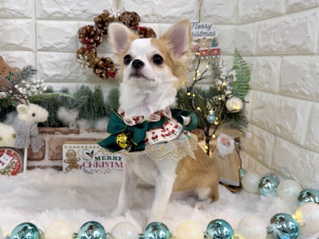 兵庫県のチワワ(ロング) (ワンキャラット アミーゴ姫路花田店/2025年5月22日生まれ/女の子/レッドホワイト)の子犬の4枚目の画像