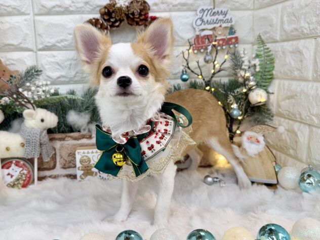 兵庫県のチワワ(ロング) (ワンキャラット アミーゴ姫路花田店/2025年5月22日生まれ/女の子/レッドホワイト)の子犬の3枚目の画像