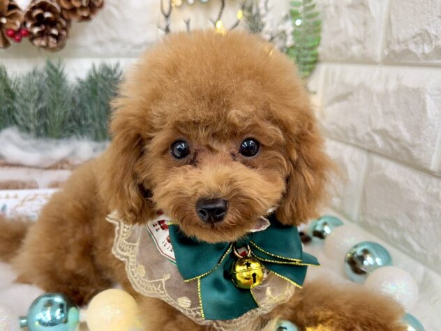 兵庫県のトイプードル(トイ) (ワンキャラット アミーゴ姫路花田店/2025年7月10日生まれ/男の子/レッド)の子犬の1枚目の画像