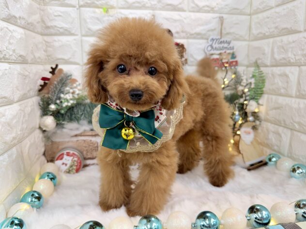 兵庫県のトイプードル(トイ) (ワンキャラット アミーゴ姫路花田店/2025年7月10日生まれ/男の子/レッド)の子犬の2枚目の画像