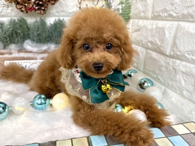 兵庫県のトイプードル(トイ) (ワンキャラット アミーゴ姫路花田店/2025年7月10日生まれ/男の子/レッド)の子犬の3枚目の画像