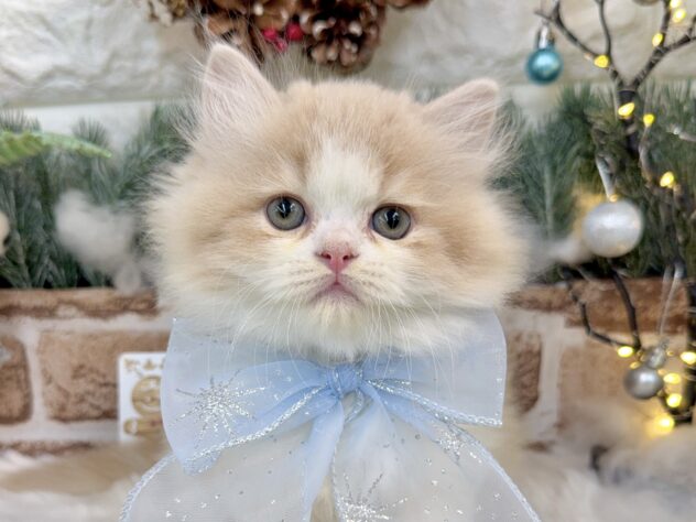 兵庫県のラガマフィン (ワンキャラット アミーゴ姫路花田店/2025年9月21日生まれ/男の子/クリームタビーホワイト)の子猫の1枚目の画像