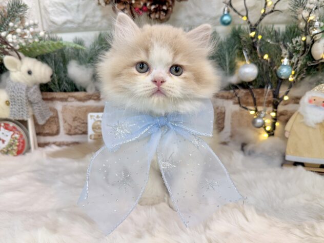 兵庫県のラガマフィン (ワンキャラット アミーゴ姫路花田店/2025年9月21日生まれ/男の子/クリームタビーホワイト)の子猫の2枚目の画像