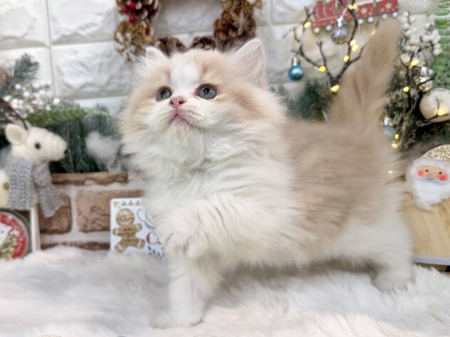 兵庫県のラガマフィン (ワンキャラット アミーゴ姫路花田店/2025年9月21日生まれ/男の子/クリームタビーホワイト)の子猫の4枚目の画像