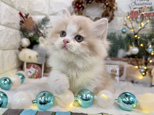 兵庫県のラガマフィン (ワンキャラット アミーゴ姫路花田店/2025年9月21日生まれ/男の子/クリームタビーホワイト)の子猫の3枚目の画像