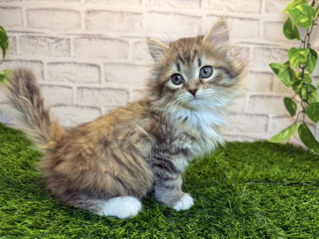 岡山県のサイベリアン (アミーゴ妹尾店/2025年9月17日生まれ/女の子/ブラウンマッカレルタビーホワイト)の子猫