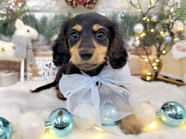 兵庫県のミニチュアダックスフンド(ロング) (ワンキャラット アミーゴ姫路花田店/2025年9月25日生まれ/男の子/ブラックタン)の子犬の4枚目の画像