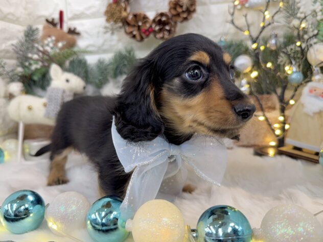 兵庫県のミニチュアダックスフンド(ロング) (ワンキャラット アミーゴ姫路花田店/2025年9月25日生まれ/男の子/ブラックタン)の子犬の3枚目の画像