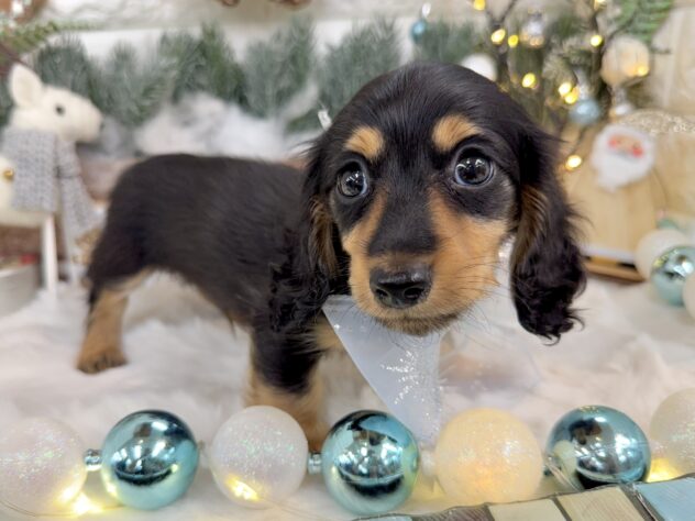 兵庫県のミニチュアダックスフンド(ロング) (ワンキャラット アミーゴ姫路花田店/2025年9月25日生まれ/男の子/ブラックタン)の子犬の2枚目の画像