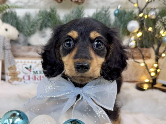 兵庫県のミニチュアダックスフンド(ロング) (ワンキャラット アミーゴ姫路花田店/2025年9月25日生まれ/男の子/ブラックタン)の子犬の1枚目の画像